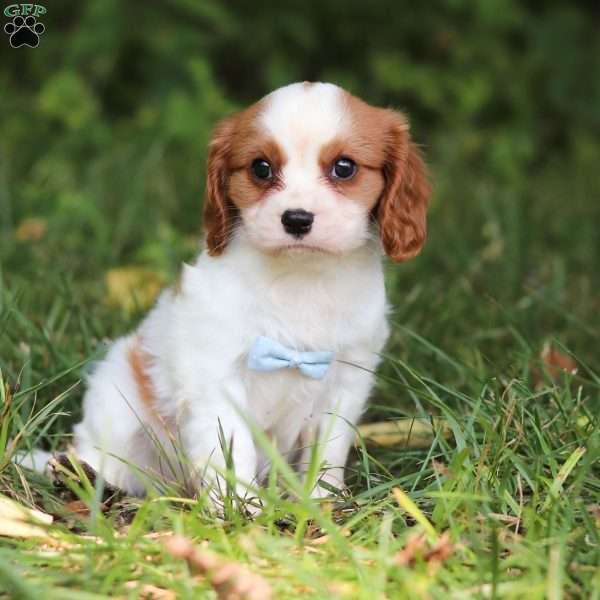 Donny, Cavalier King Charles Spaniel Puppy